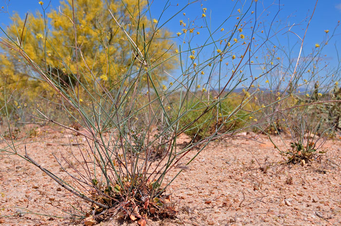 Eriogonum inflatum, Desert Trumpet